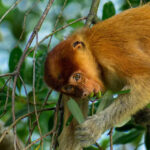 Les plus belles photos de mangroves primées en 2025