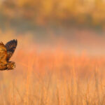 Audubon Photography Awards : un festival d’images pour célébrer et protéger les oiseaux