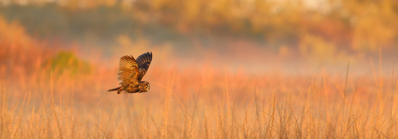 Audubon Photography Awards 2025