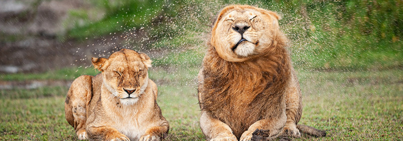 Comedy Wildlife Awards 2025