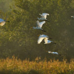 Où et quand photographier les oiseaux migrateurs en France ?
