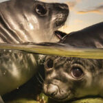 Underwater Photographer of the Year 2026 : les plus belles images du monde sous-marin