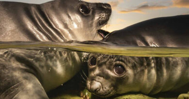 Underwater Photographer of the Year 2026