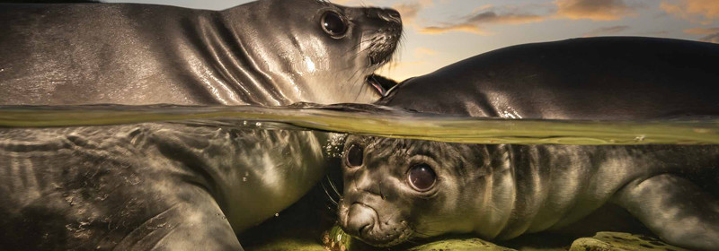 Underwater Photographer of the Year 2026