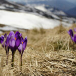 Photographier les premiers signes du printemps