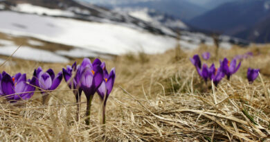 Photographier printemps