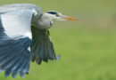 Erreur photo animalière