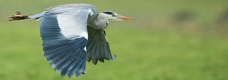 Erreur photo animalière