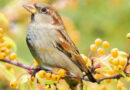 attirer les oiseaux