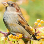 Les meilleures plantes pour attirer les oiseaux dans son jardin