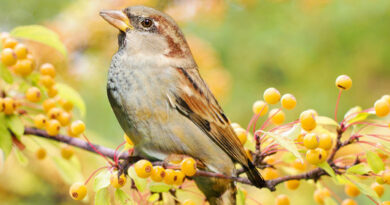 attirer les oiseaux