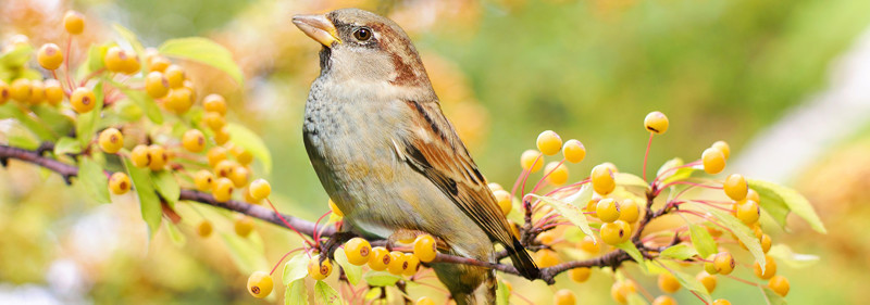 attirer les oiseaux