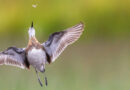 Bird Photographer of the Year 2026