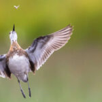 Les plus belles photos d’oiseaux de l’année 2026 récompensées