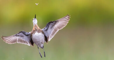 Bird Photographer of the Year 2026