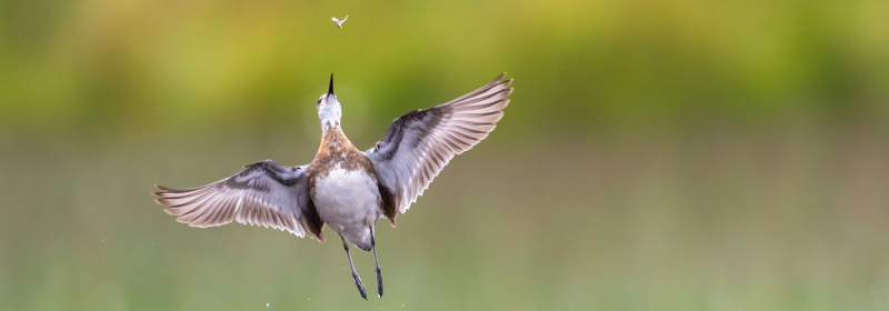 Bird Photographer of the Year 2026