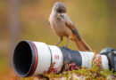 Sony FE 600 mm f/6,3 GM OSS