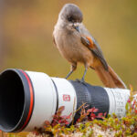 Sony FE 600 mm f/6,3 GM OSS : notre premier regard sur ce 600 mm ultraléger