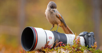 Sony FE 600 mm f/6,3 GM OSS