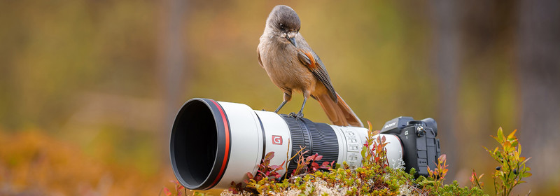 Sony FE 600 mm f/6,3 GM OSS